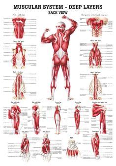 Back view of muscles, skeleton, organs, nervous system. Muscles , 6 Muscular System Pictures Labeled : Anatomy ...