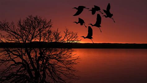 Sunset Birds Flying Sky Free Stock Photo Public Domain Pictures