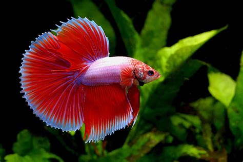How To Take Care Of The Betta Splendens