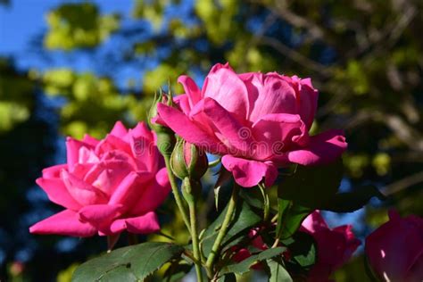 Two Large Pink Rose Blooms Stock Photo Image Of Bloom 91858530