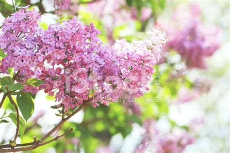 Lilacs Blooming In Spring Stock Photo Royalty Free Freeimages
