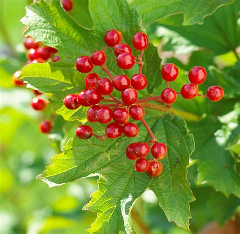 19 Berry Producing Plants That Will Attract Birds To Your Yard