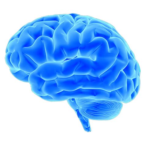 Brain Png Transparent Background Free Download 2523 F