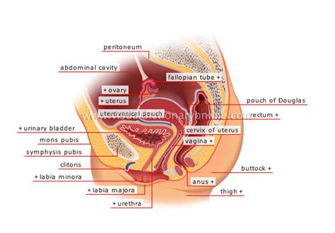 The bloom is part of the flower this diagram depicts picture of female reproductive system diagram 1024×1204 with parts and labels. HUMAN BEING :: ANATOMY :: FEMALE REPRODUCTIVE ORGANS :: SAGITTAL SECTION image - Visual ...