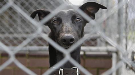 Keysborough Animal Shelter Questioned By Its Members Over Kill Rate