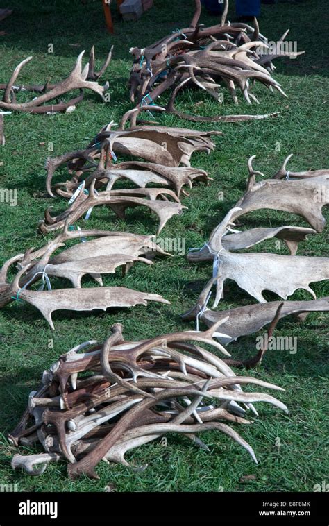 Various Types Of Antlers For Sale Stock Photo Alamy