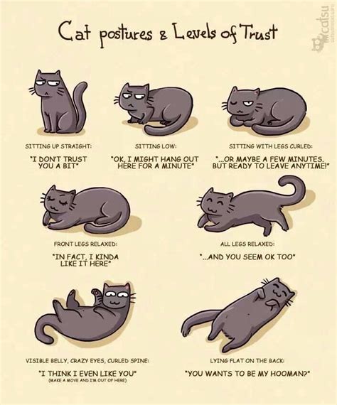 Neu Cat Poses And Meanings Yoga X Poses
