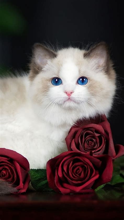 1080p Free Download Ragdoll Cat Cats Sleep Kitten Romantic Roses