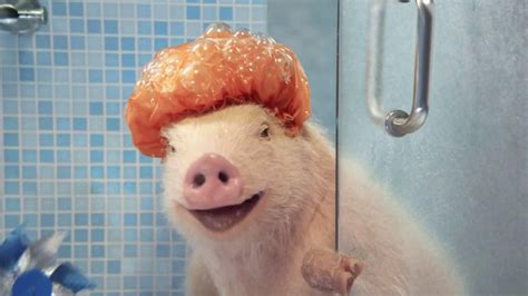 Maybe you would like to learn more about one of these? GEICO Mobile App TV Spot, 'Shower' Featuring Maxwell the Pig - iSpot.tv