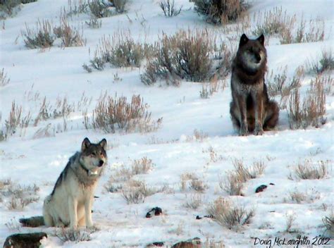 ‘famous Wolf Is Killed Outside Yellowstone The New York Times