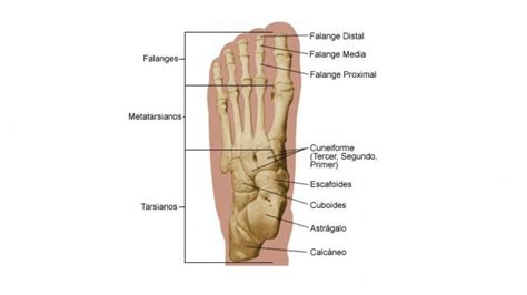 Partes Y Huesos Del Pie Humano Anatomía Y Funciones