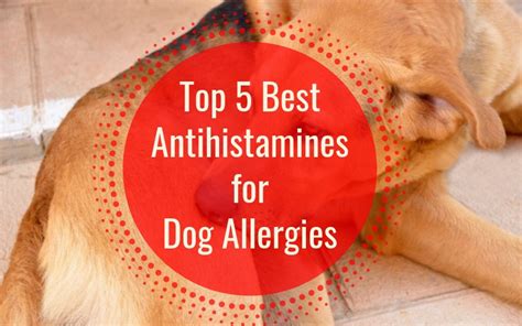 5 Best Antihistamines For Dog Allergies In 2022 Top Picks