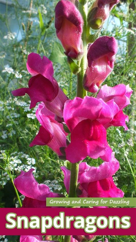 Growing And Caring For Dazzling Snapdragons Recommended Tips