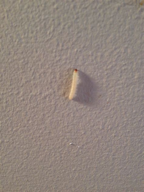 White Larvae On Kitchen Ceiling