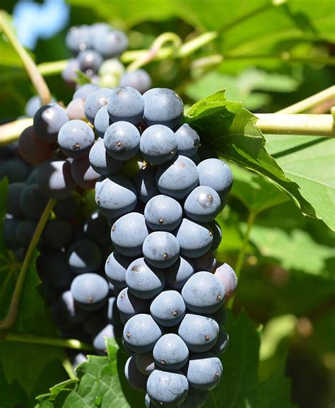 Grape Varietals Cedar Creek Winery