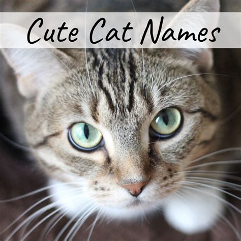 400 Cat Names Ideas For Male And Female Cats Pethelpful