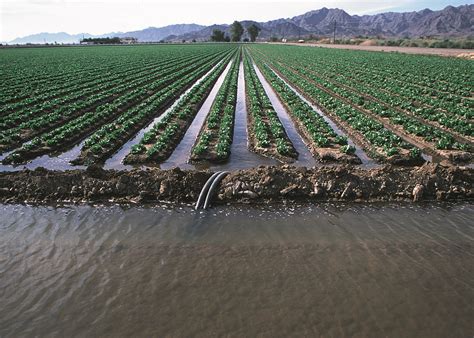 Controlling River Soil Salinity May Mean Hard Choices For Farmers