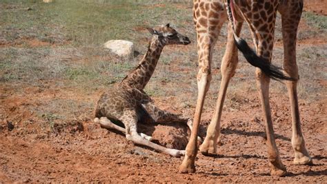 Baby Giraffe Born At Monarto Zoo Bunbury Mail Bunbury Wa