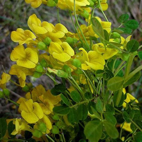 Coronilla Emerus Coronille Des Jardins Arbrisseau à Floraison Jaune Vif