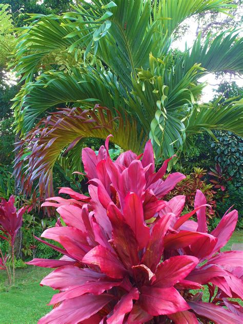 Beautiful Hawaiian Shrub Plants Trinity By The Sea Garden Pinterest