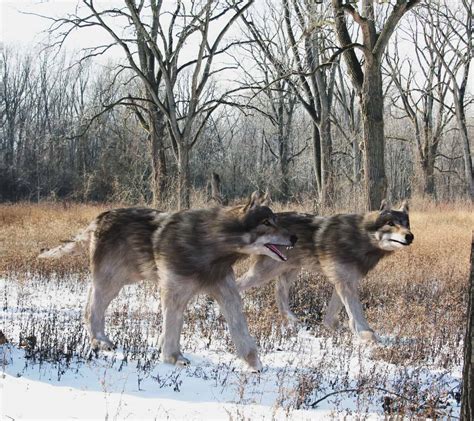 Discover 3 Extinct Wolf Species