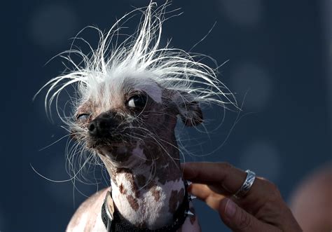 Worlds Ugliest Dog Chinese Crested Ph