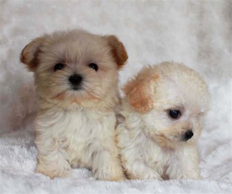 Located just south of salt lake utah we have champion line tea cup maltese. Micro Teacup Puppy Maltipoo - Annabelle | iHeartTeacups