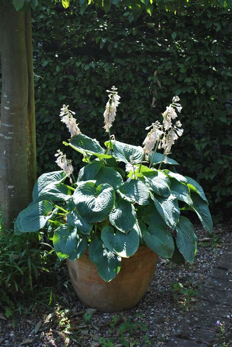How to care for hostas in pots. Hosta in pot | Hostas, Plants, Garden