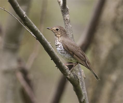 Pewit Swainsons Thrushes