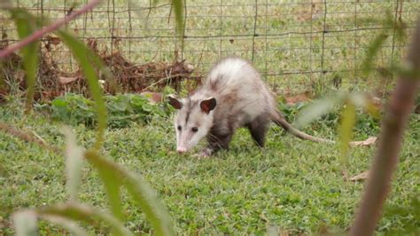How To Get Rid Of Opossums A Complete Guide Pest Samurai