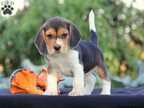√ 8 Different Types Of Beagles You Should To Know Beagle Puppy