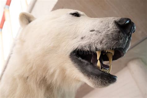 A Polar Bear Specimen With Teeth Showing Stock Image Image Of Showing