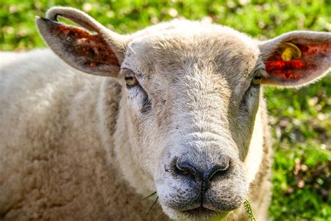 Tier Schaf Schafsgesicht Kostenloses Foto Auf Pixabay