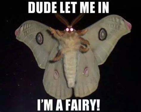 Fairy Moth Funny Animals Funny
