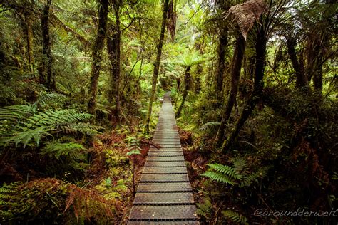 A Rainforest In New Zealand Explore Dream Discover