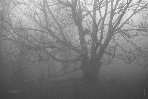 Tips For How To Enhance The Mood In Your Foggy Photos