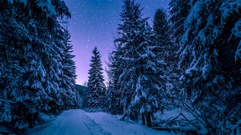 Snowy Trees Wallpaper 4k Winter Forest Frozen Snow Covered Night