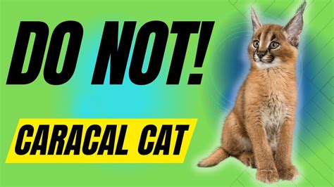 7 Reasons You Should Not Get A Caracal Cat Youtube