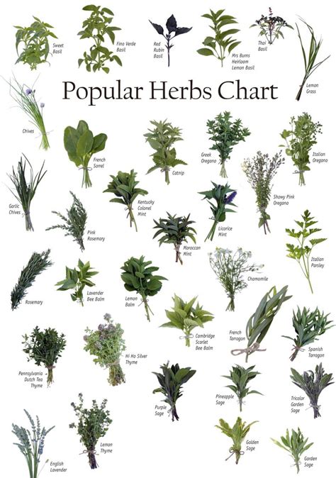 Guide To Herbs And Their Uses