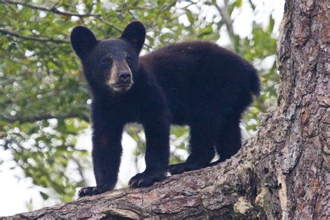Creature Feature The Beloved Black Bear Cape Elizabeth Land Trust
