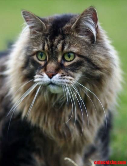 A Favorite Among Cat Lovers - The Maine Coon | Cute cats ...