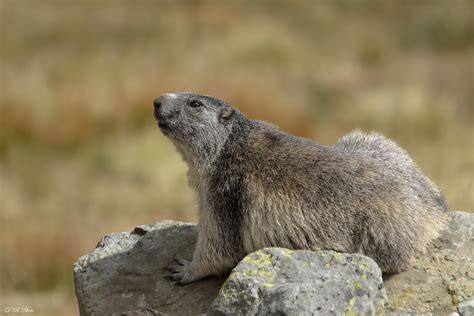 Marmotta - Marmota marmota | JuzaPhoto