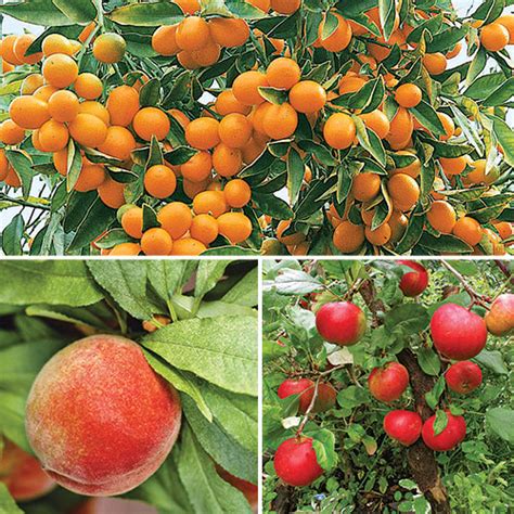 7 Easy Fruit Trees To Grow Right In Your Own Backyard Finegardening