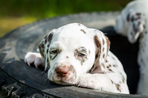Are Dalmatians Born With Spots Breed Facts And Faqs Hepper