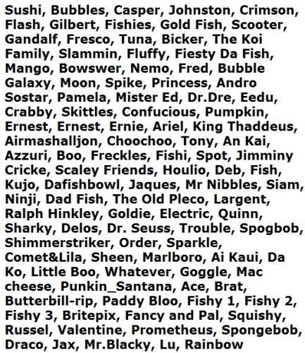 Clever Funny Betta Fish Names Top 100 Most Popular Fish Names Pet