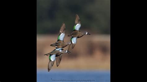 Wood Duck And Teal Identification Youtube