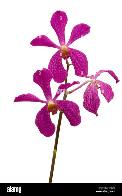 Stem Of Pink Orchids Isolated On White Background Stock Photo Alamy