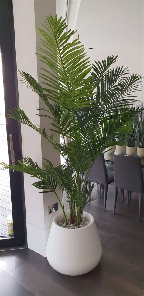 stunning paradise palm tree  perfect  adding  tropical