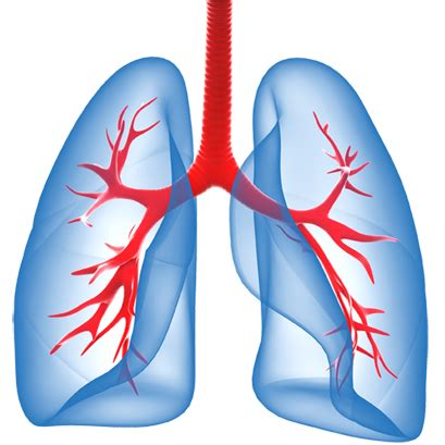 Lungs PNG Transparent Images PNG All