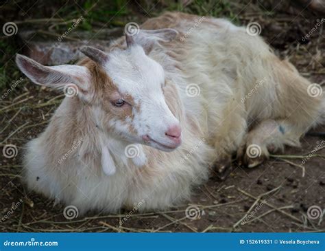 Baby Goat Lying On A Hay In A Farm Village Rural Scene Cute
